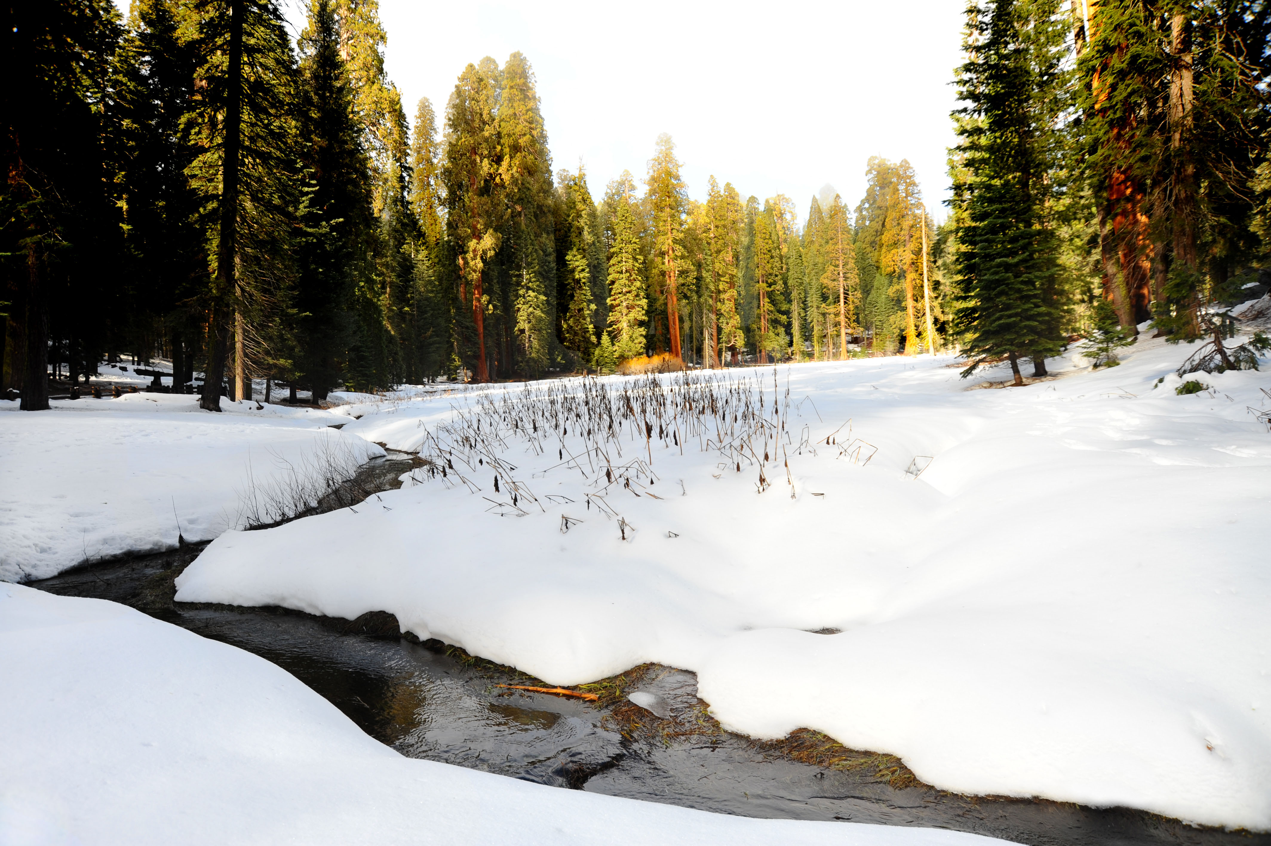 Big Trees Trail, Sequoia National Park | Shutterbug